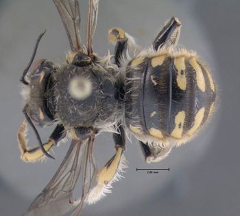 Media type: image;   Entomology 610798 Aspect: habitus dorsal view
